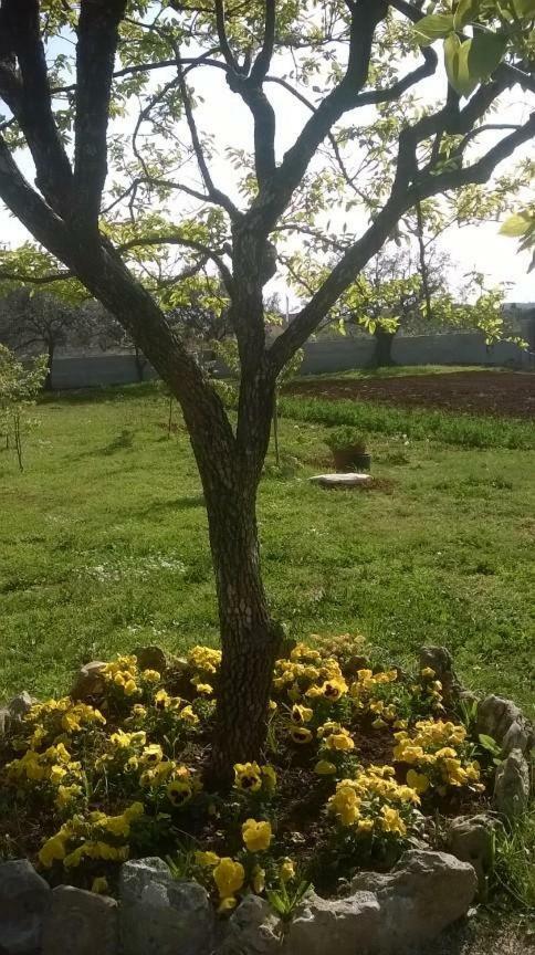 פאז'אנה Apartments Villa Ulivo - Apartment Sol מראה חיצוני תמונה